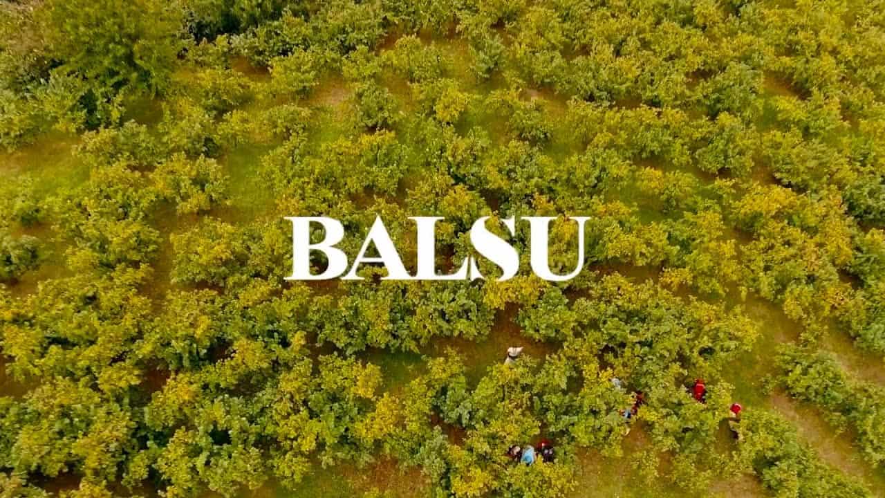 Balsu Kaç Lot Düşer?