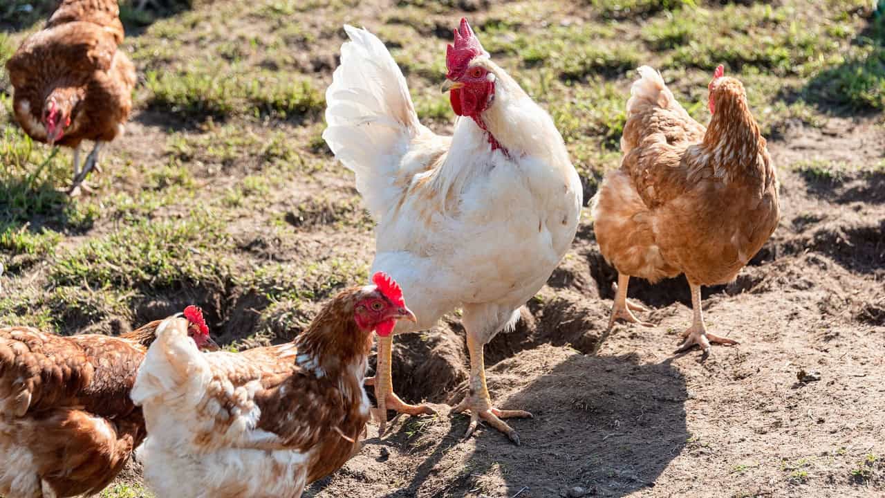 Kuş Gribi Sağlık Hisselerine Yaradı!